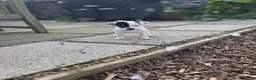 Jack Russell dogs for sale: Lovely Jack russell puppies - Advert 12
