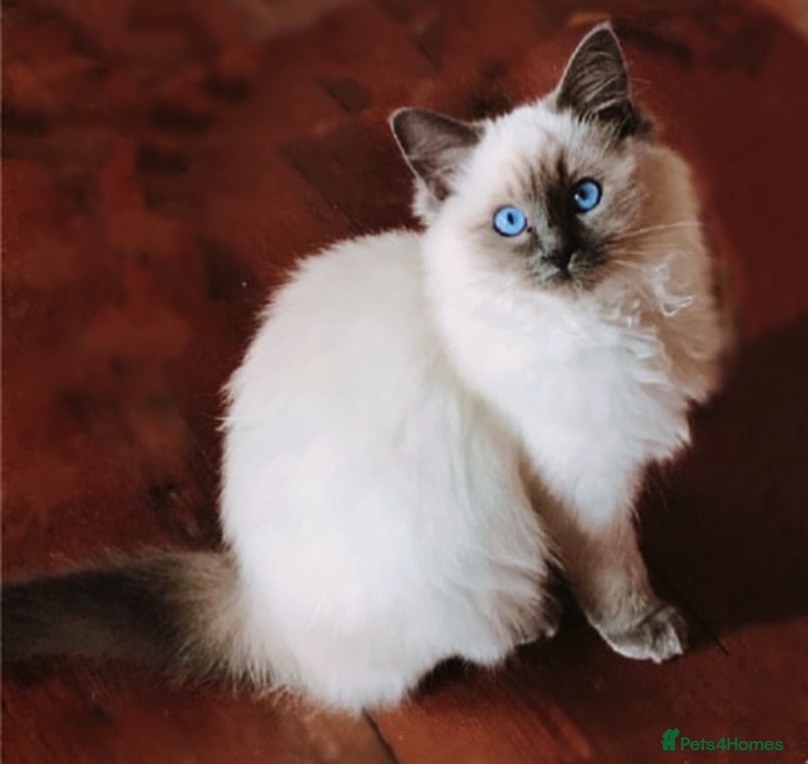 Ragdoll cats Luna the most softest Beautiful Blue point - Advert 4