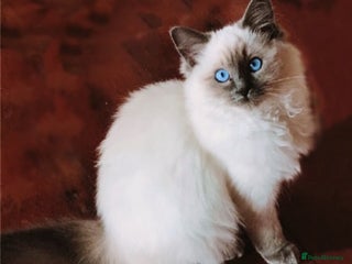 Ragdoll cats Bella GCCF Active & Luna - Advert 5