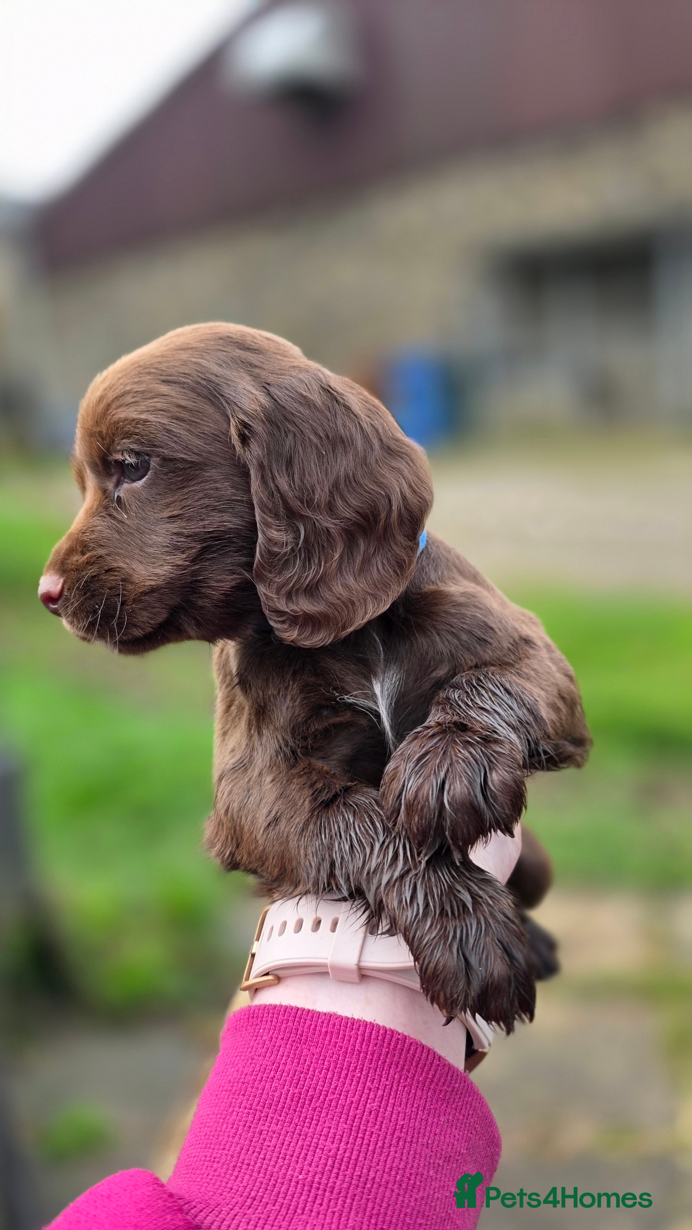 Cocker Spaniel dogs KC reg Working Chocolate Cocker Spaniel girls - Advert 2