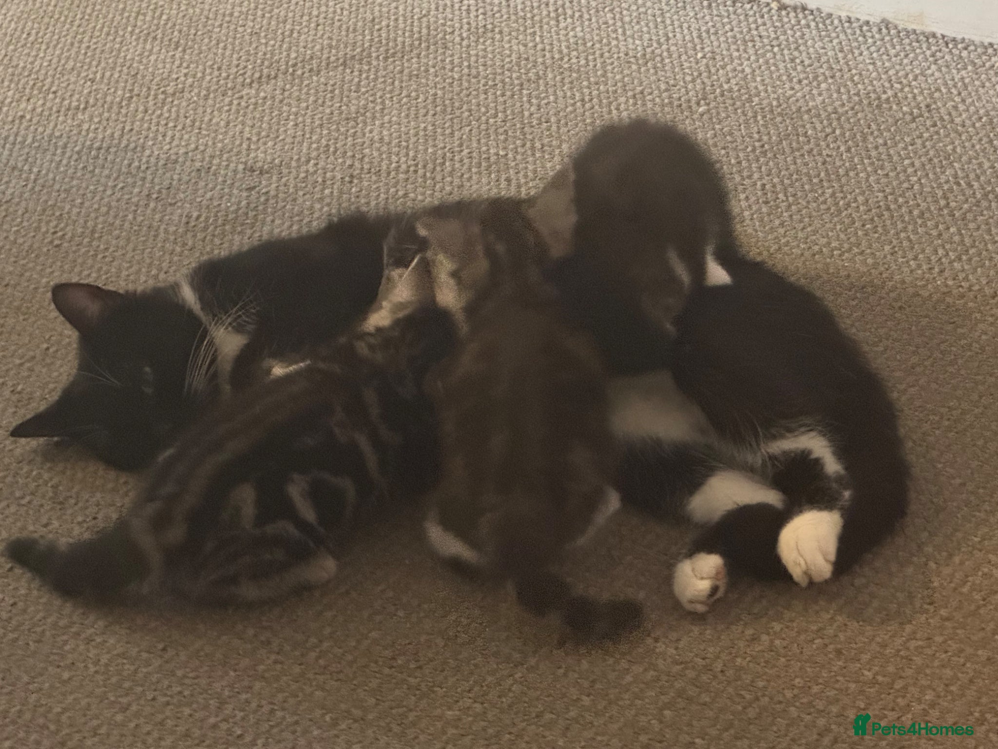 Mixed Breed cats 2 female 1 male kitten for sale - Advert 4