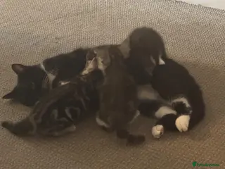Mixed Breed cats 2 female 1 male kitten for sale - Advert 1