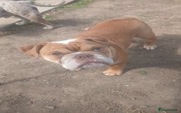 Mixed Breed dogs for sale: Stunnung Male English bulldogs - Image 4