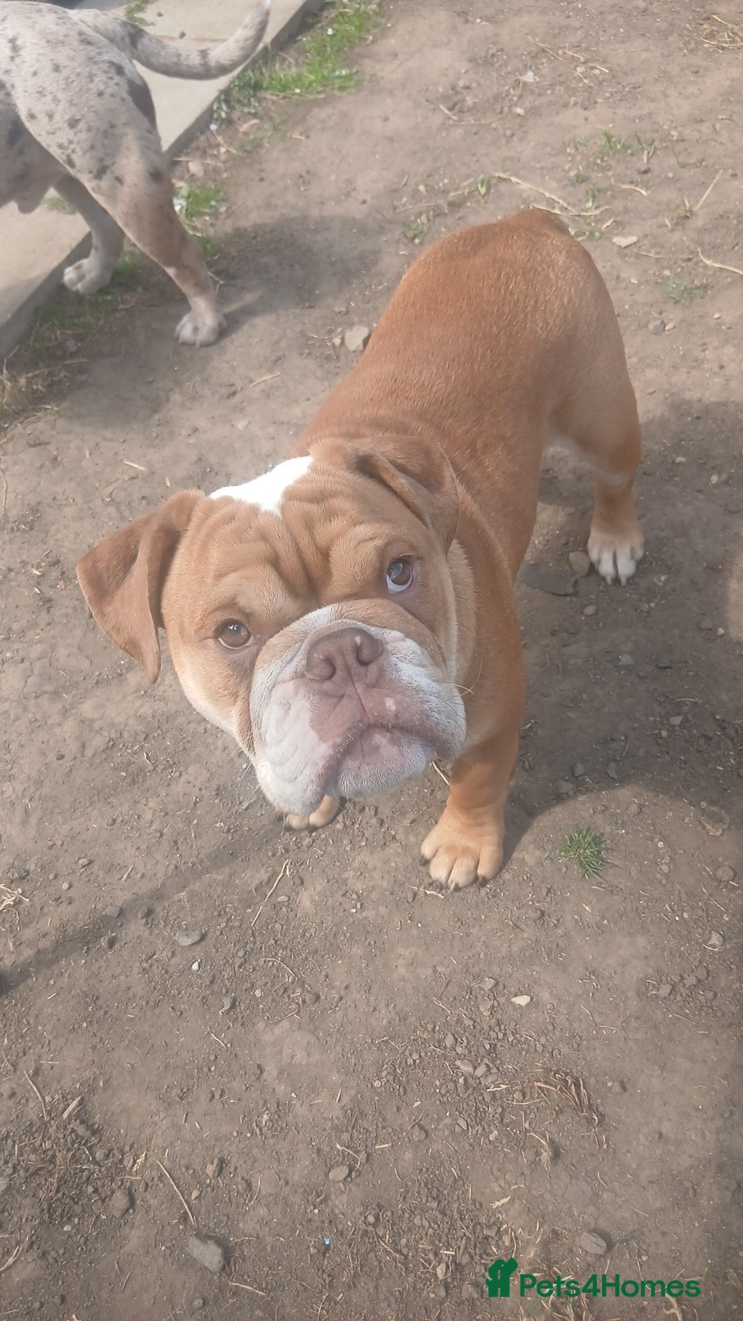 Mixed Breed dogs for sale: Stunnung Male English bulldogs - Image 4