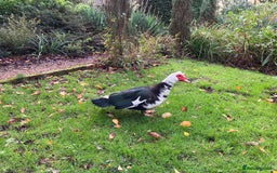 Ducks poultry for sale: Ducklings and adults available  - Image 5