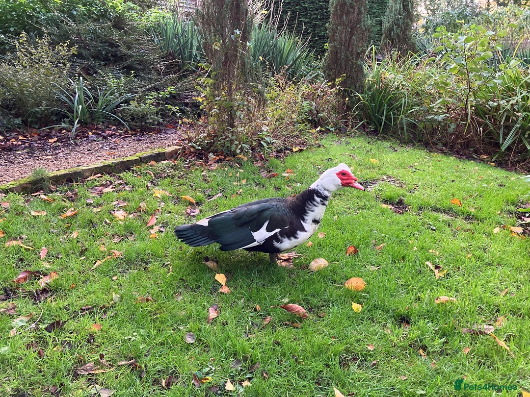 Ducks poultry for sale: Ducklings and adults available  - Image 5