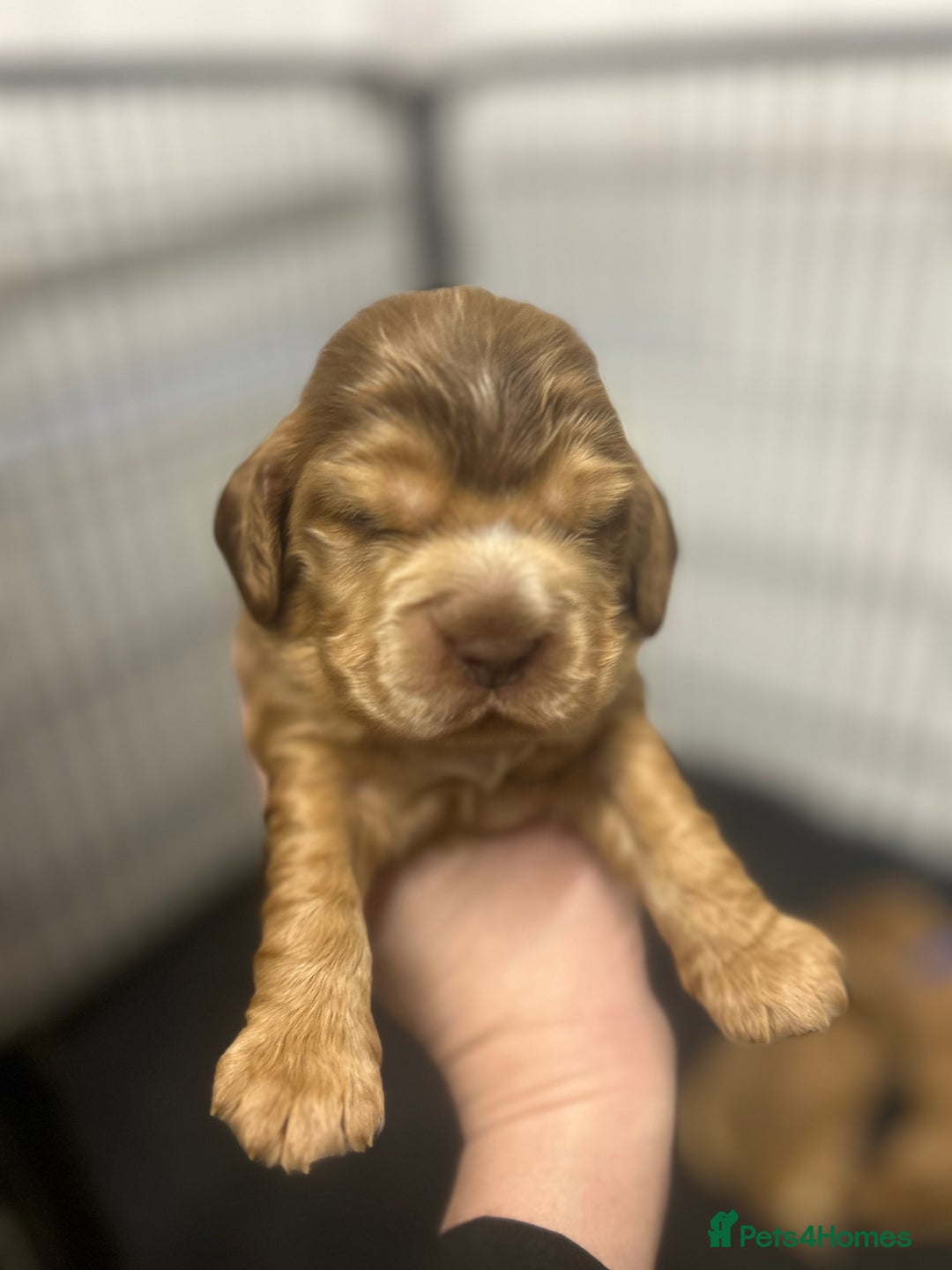 Cocker Spaniel dogs for sale: New litter of quality KC show cocker spaniels  - Advert 4