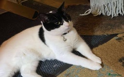 European cats for adoption: Maisie is looking for the perfect forever home - Image 1