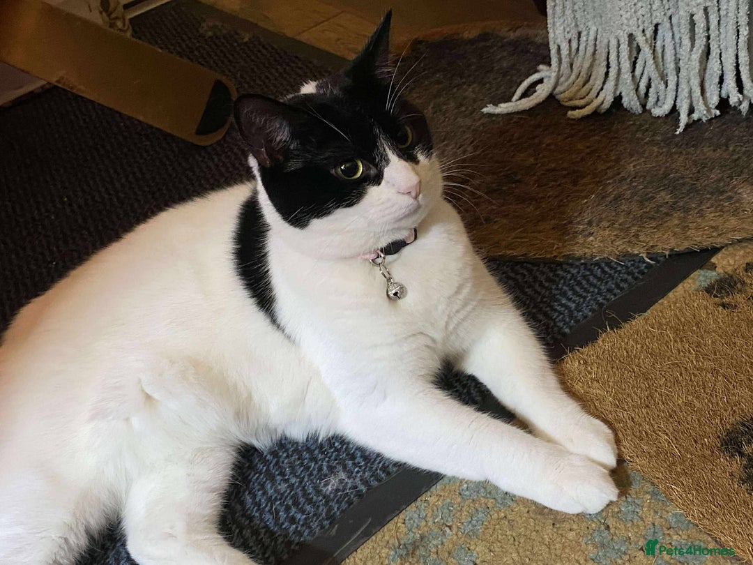 European cats for adoption: Maisie is looking for the perfect forever home - Image 1