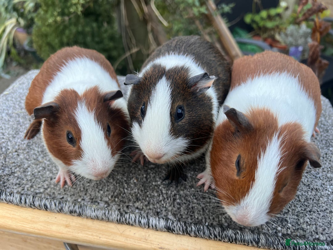 Guinea Pig rodents for sale: Bonded male Dutch guinea pigs - Advert 6
