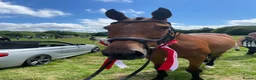 Irish Thoroughbred horses for sale: TB gelding for sale in Bolton - Advert 4
