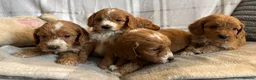 Cockapoo dogs for sale: F1b cockapoo puppies - Health test clear  in Staines - Advert 18