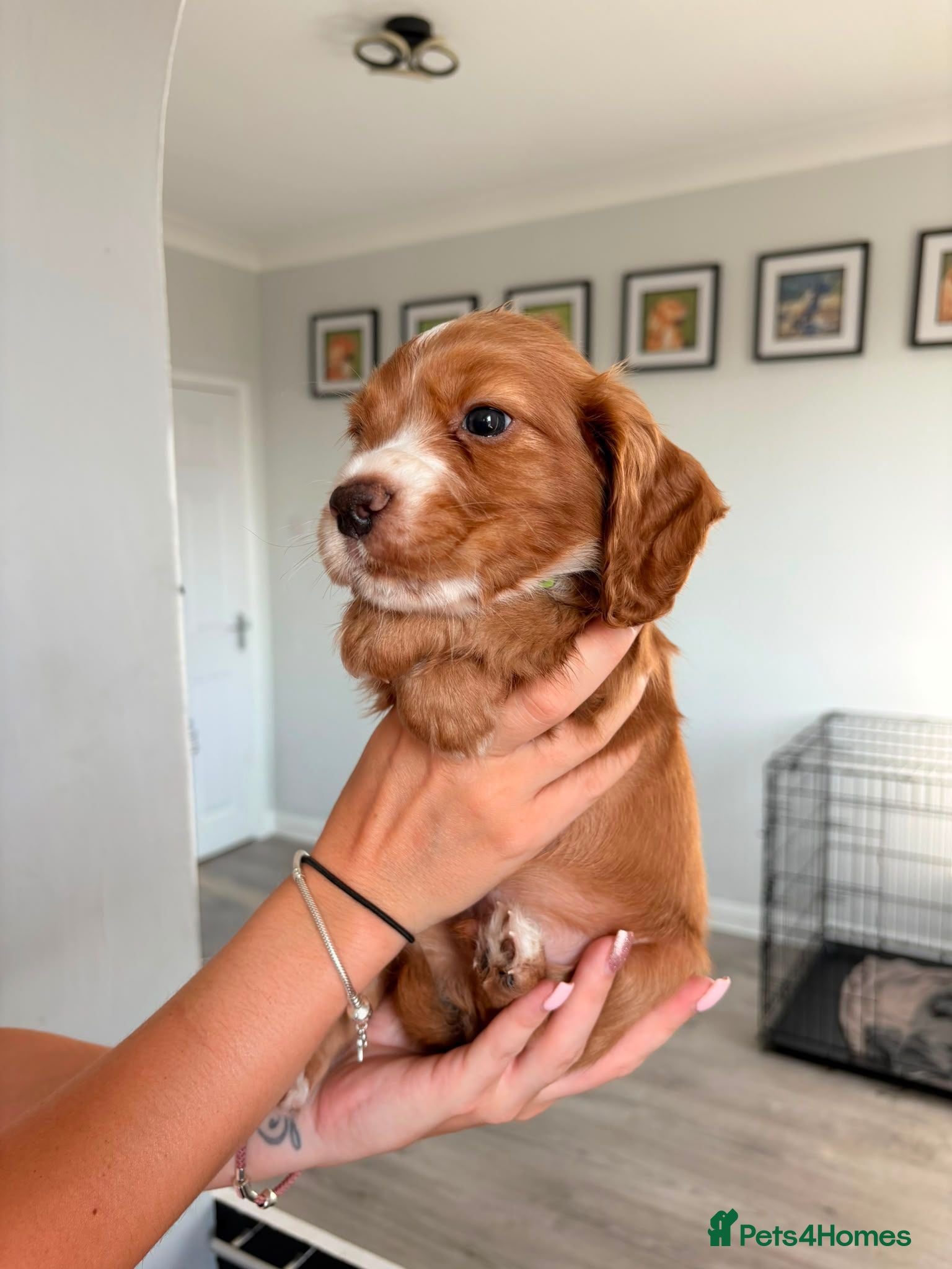 Cocker Spaniel dogs Stunning fox red working cockers - Advert 2