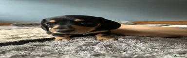 Miniature Dachshund 1
