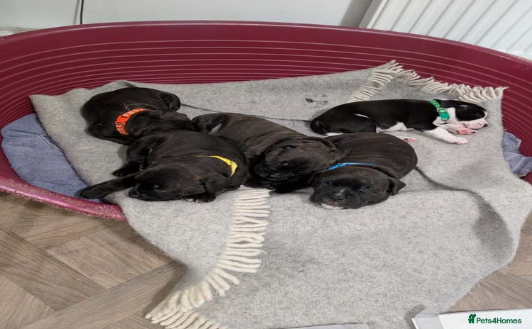 Staffordshire Bull Terrier dogs - Advert 11