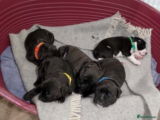 Staffordshire Bull Terrier dogs - Advert 3
