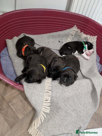 Staffordshire Bull Terrier dogs - Advert 2