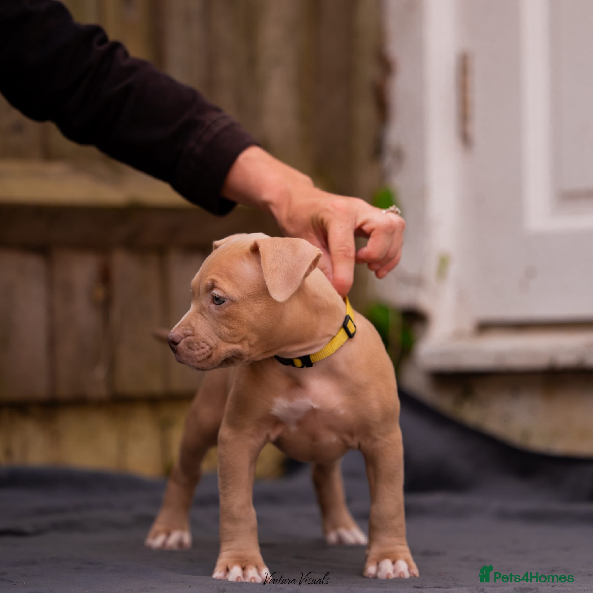 American Bully dogs for sale: American Bully Puppies - Advert 19