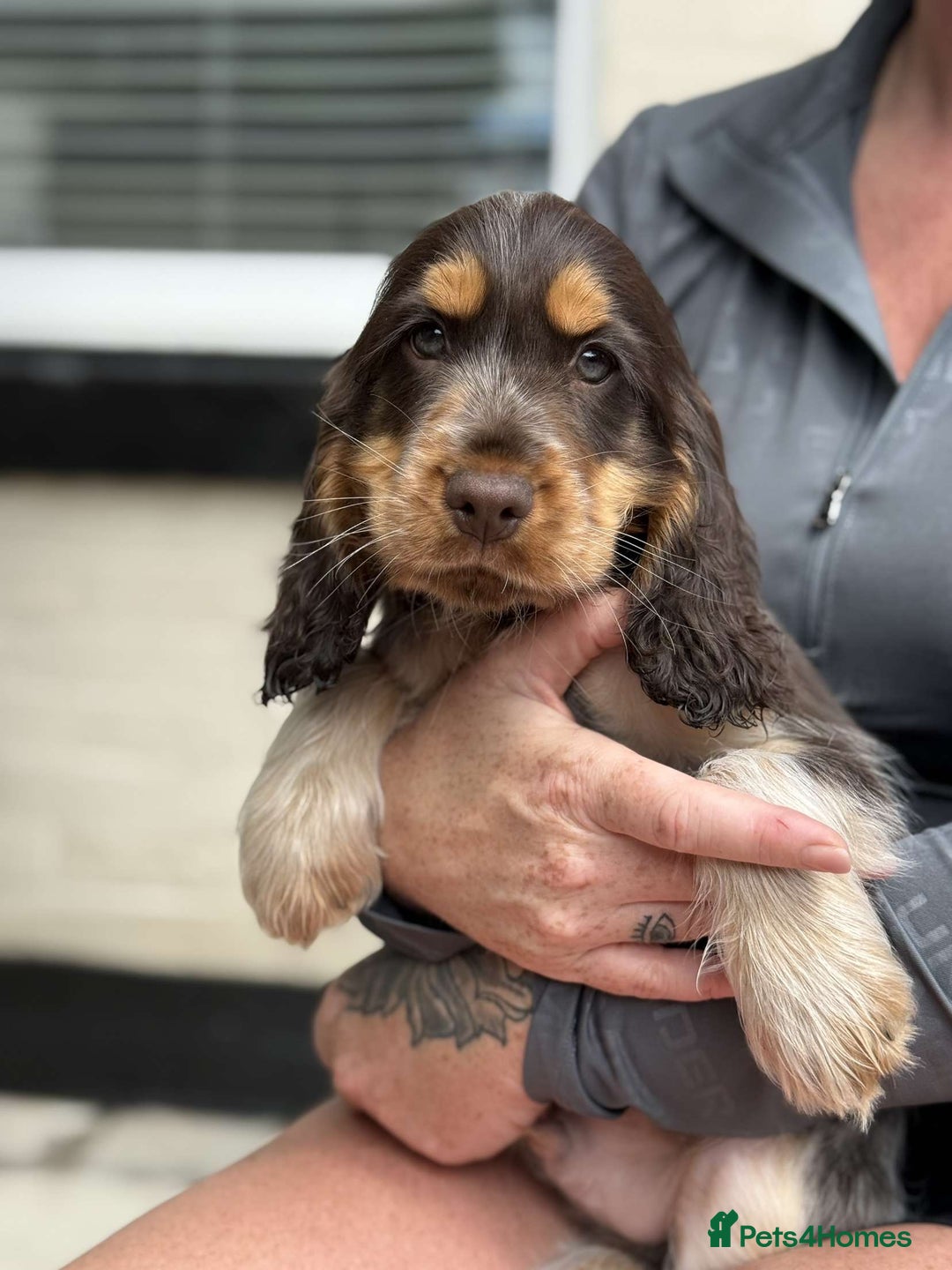 Cocker Spaniel dogs for sale: Showtype cocker spaniels  - Image 4