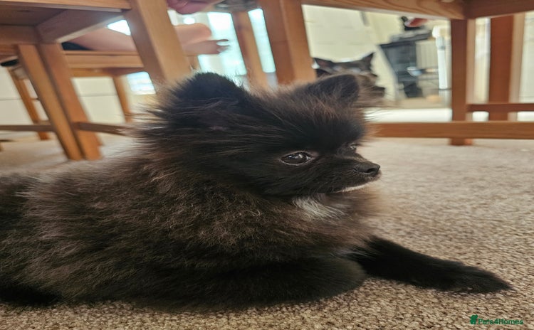 Pomeranian dogs - Advert 4