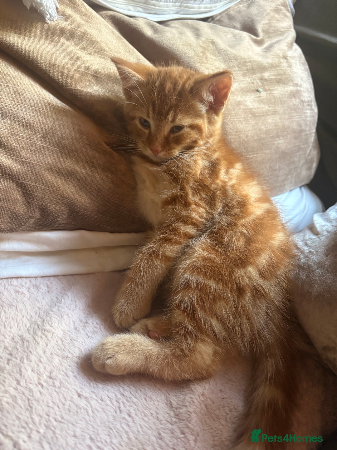 Domestic Shorthair cats for sale: 2 boys left  - Image 3