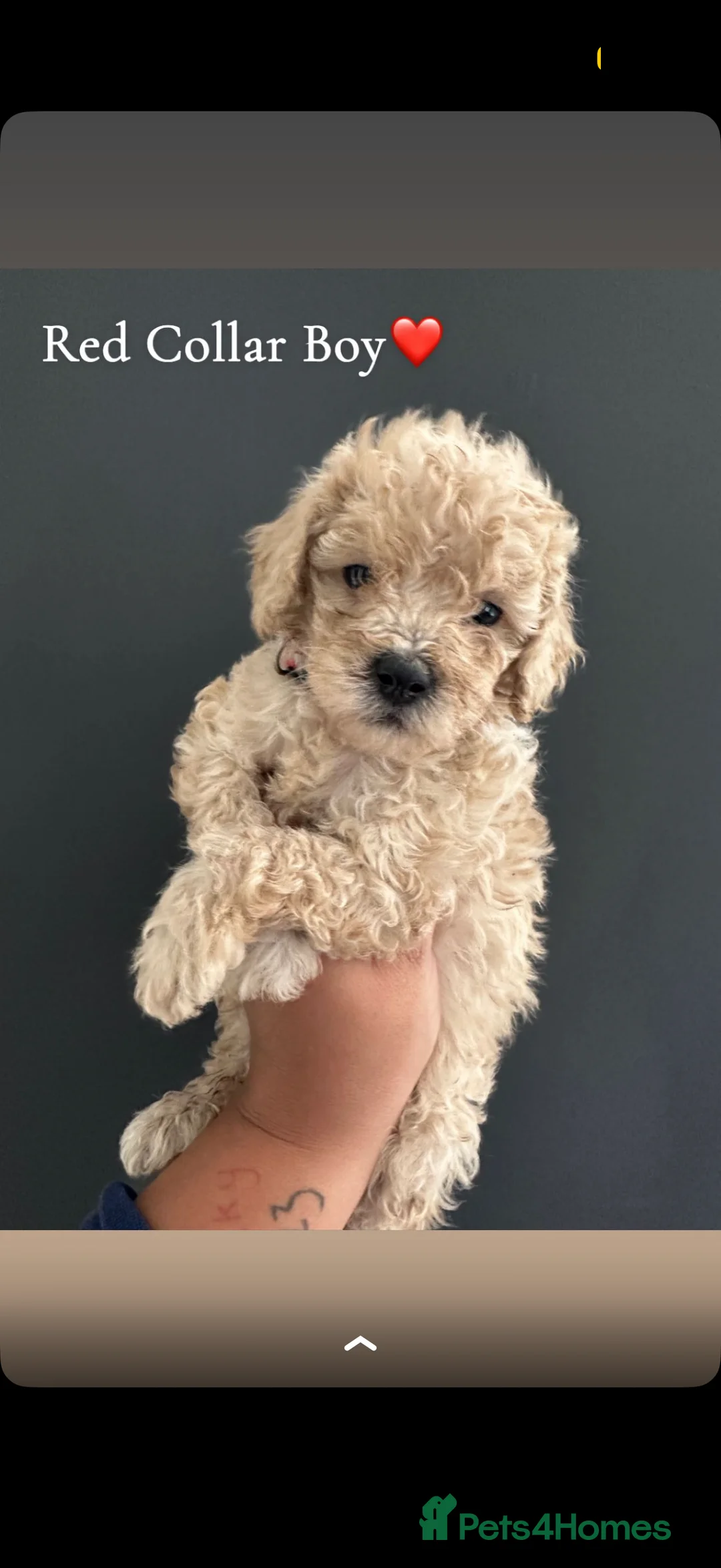 Cavapoo dogs for sale: Cavapoo - Advert 2