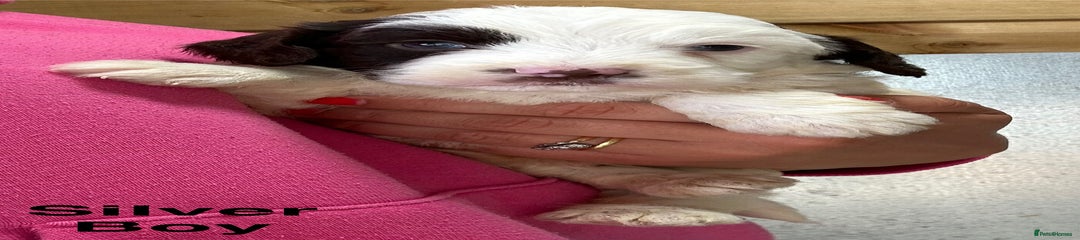 Sproodle Puppy 1