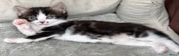 Mixed Breed cats for sale: Stunning 4 Tabby  Kittens Ready for Homes - Advert 25