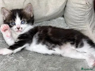Mixed Breed cats Stunning Girl Tabby Kittens Ready for Homes - Advert 1