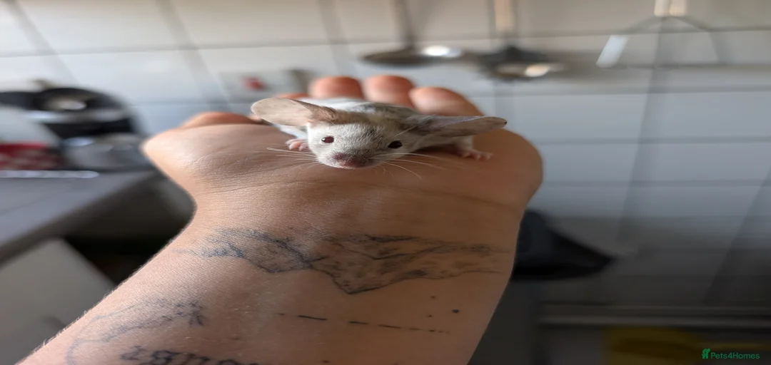 Gallery Image {{count}}