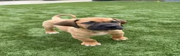 Boerboel dogs for sale: 1 stunning male left  - Advert 4