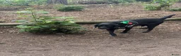 Labrador Retriever dogs for sale: Beautiful 8-Year-Old Labrador  - Advert 7