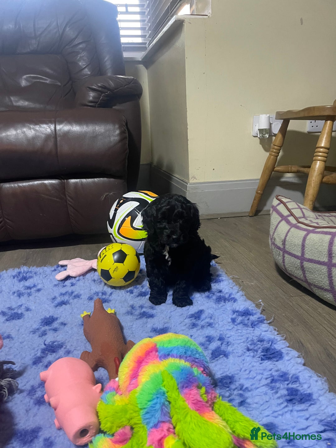 Cockapoo dogs for sale: Very Similar to the cockapoo Sproodle puppies - Image 8