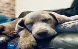 Labradoodle dogs for sale: Winter’s Rare Silver & Merle Labradoodle Puppies - Image 10