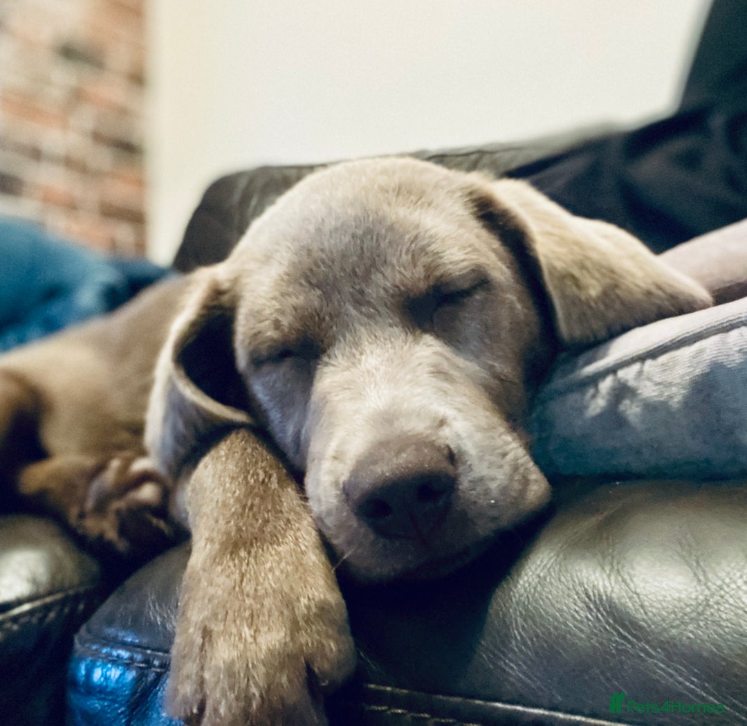 Labradoodle dogs for sale: Winter’s Rare Silver & Merle Labradoodle Puppies - Image 10