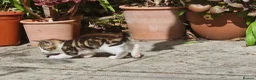 Mixed Breed cats for sale: Two gorgeous kittens looking for homes in Frome - Advert 9