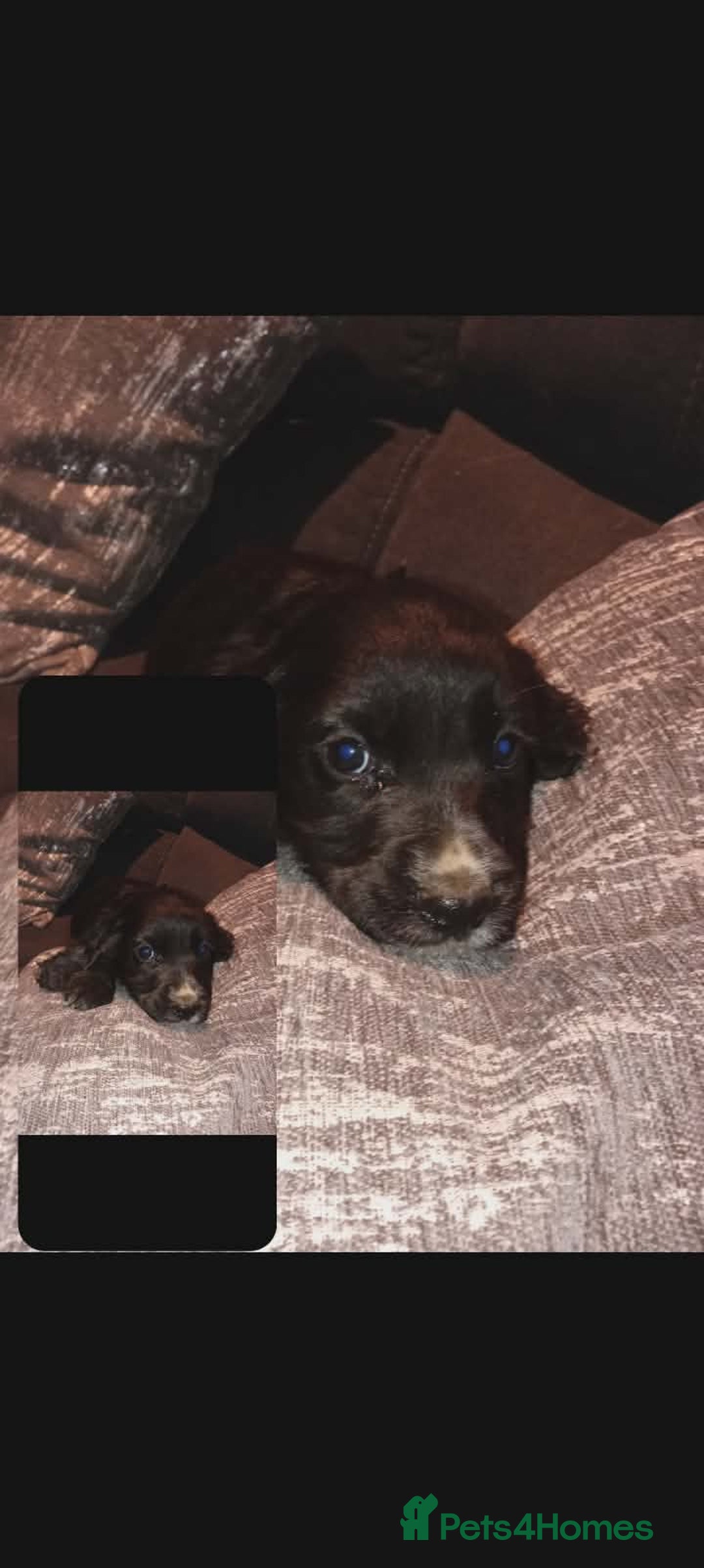 Cocker Spaniel dogs for sale: Working cocker spaniel pups  - Advert 5
