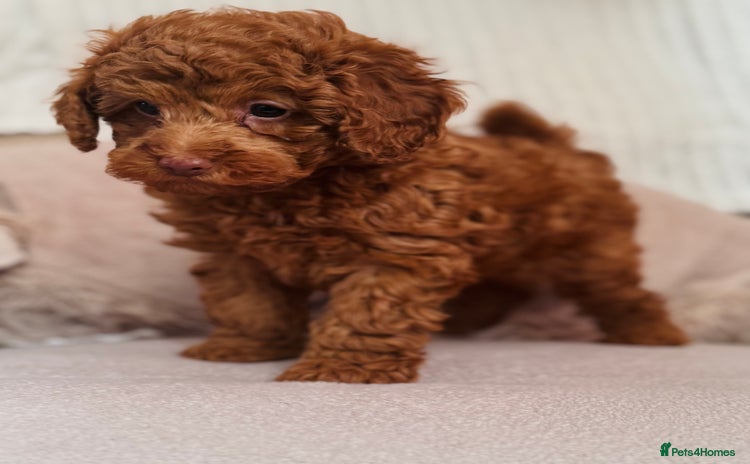 Toy Poodle dogs Beautiful KC Toy poodle boy  - Advert 14