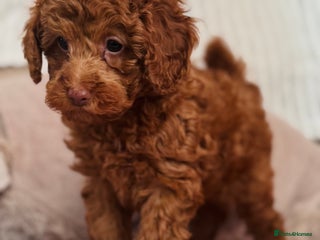 Toy Poodle dogs Beautiful KC Toy poodle boy - Advert 7