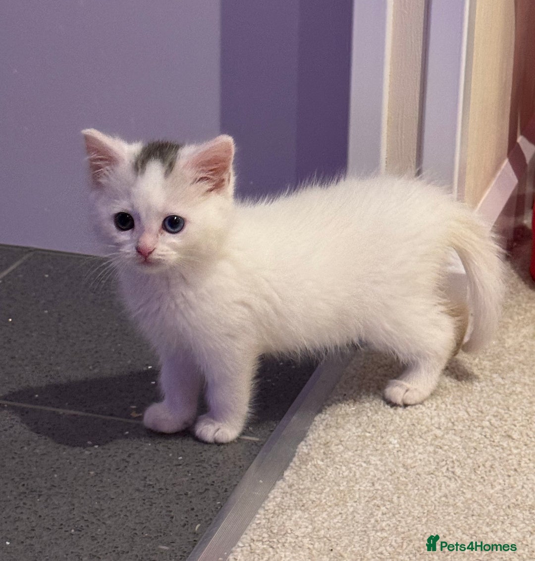 Mixed Breed cats for sale: Gorgeous blue and green eyed white kitten - Advert 3