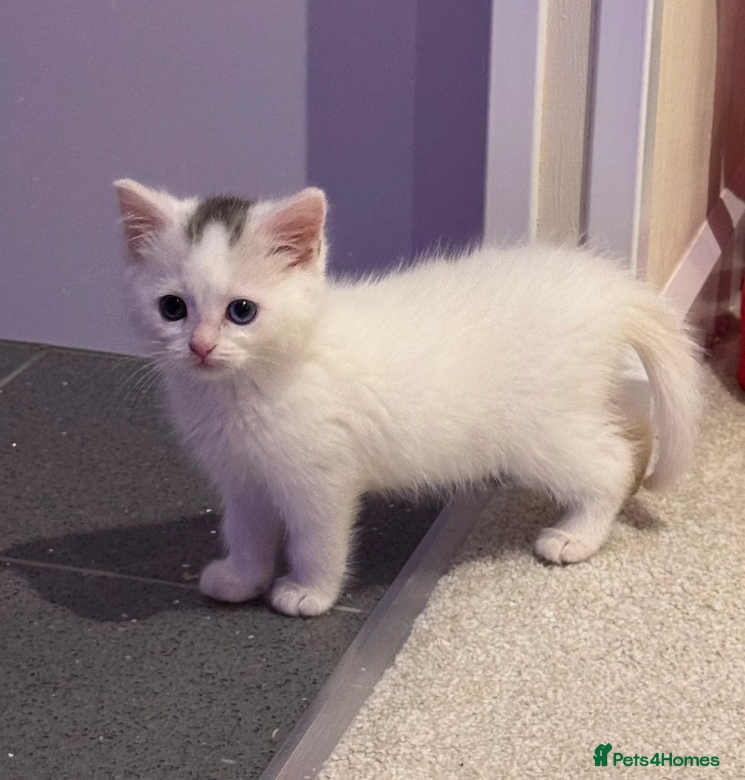 Mixed Breed cats for sale: Gorgeous blue and green eyed white kitten - Advert 3