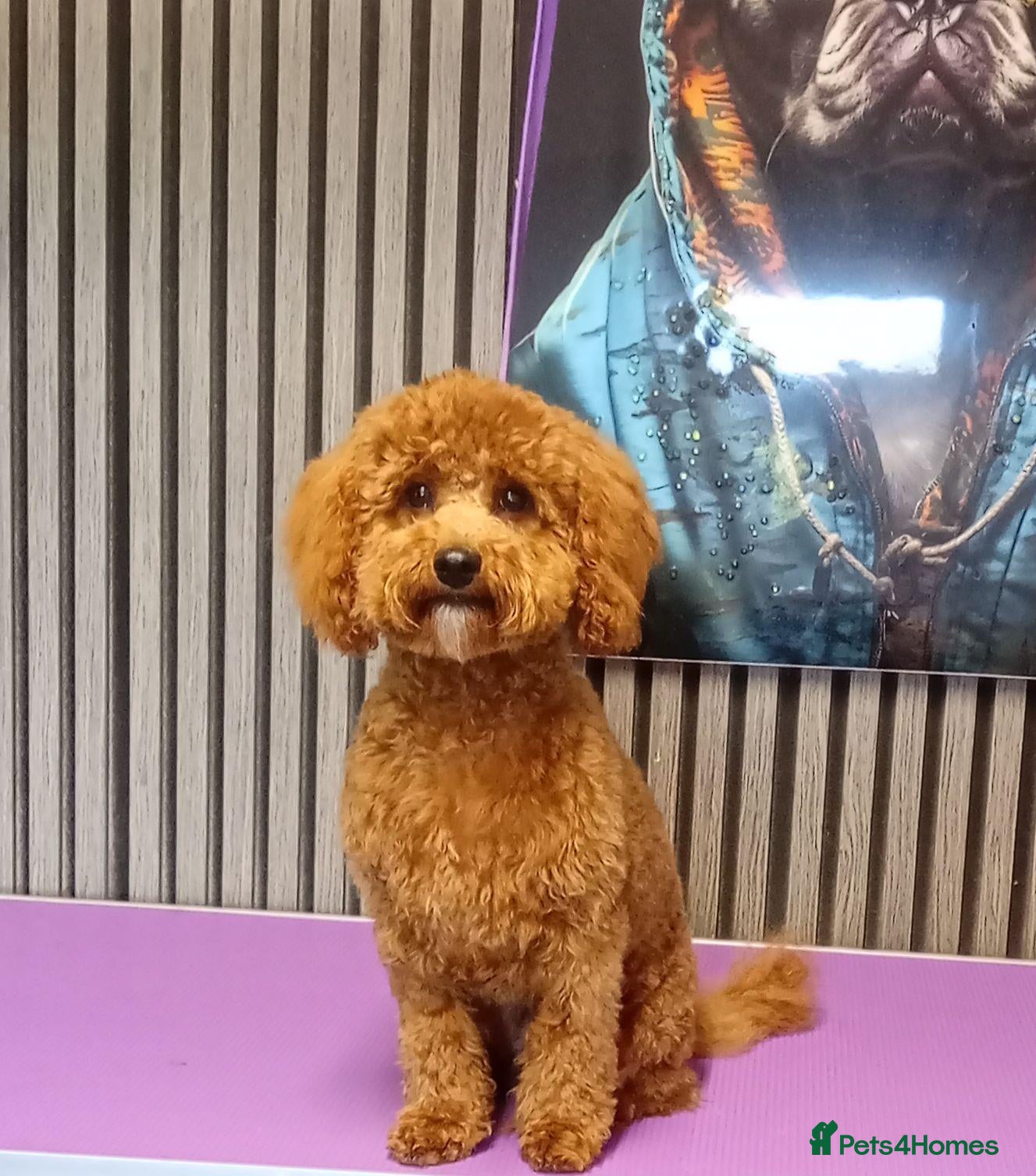 Cavapoo dogs Last Beautiful cavapoo girl left - Advert 8