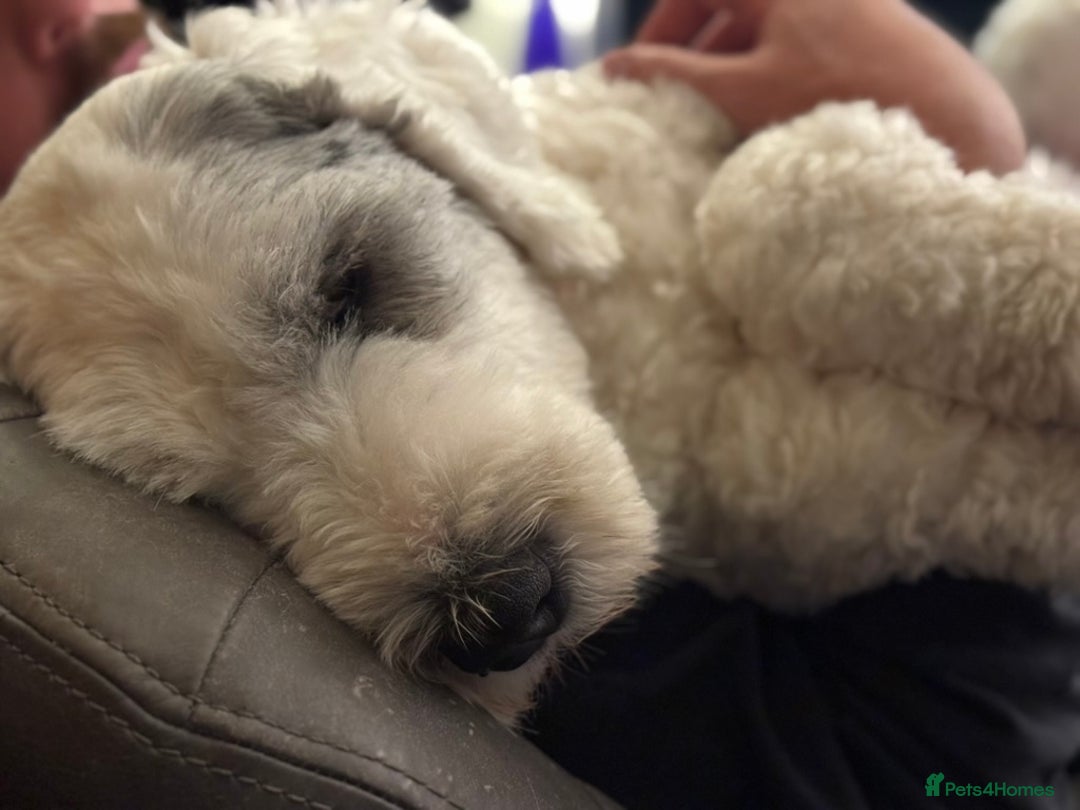 Old English Sheepdog dogs for sale: Pedigree KC registered Old English Sheepdog pups - Image 5