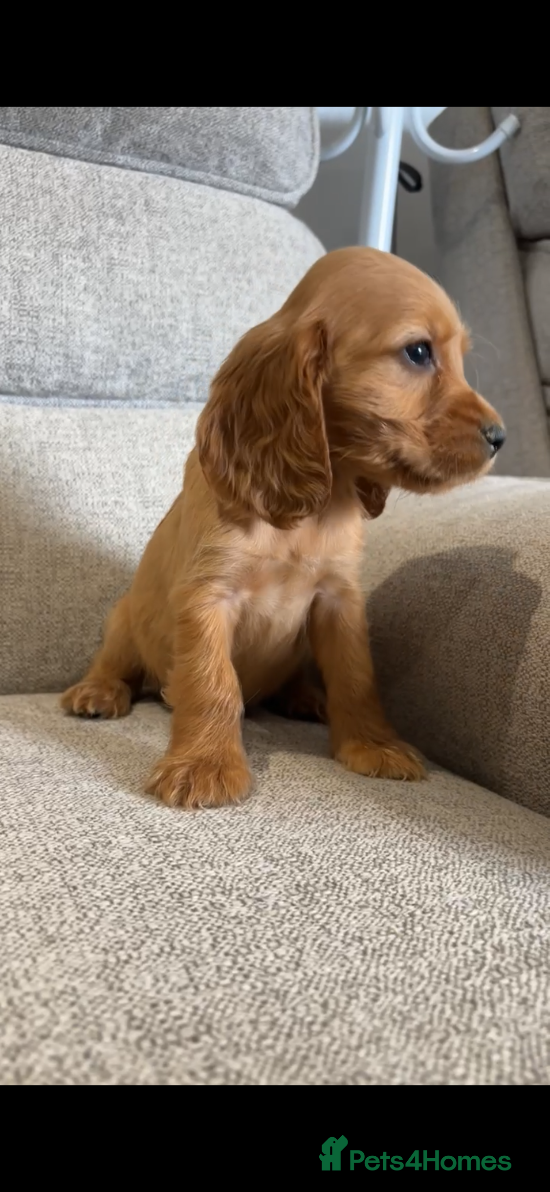 Cocker Spaniel dogs Red cocker spaniel puppies  - Advert 2