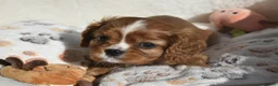 Cavalier King Charles Spaniel dogs for sale: FULLY HEALTH TESTED KC CAVALIERS PUPPIES - Advert 7