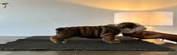 English Bulldog dogs for sale: Kc registered champion sired puppy’s  - Advert 5