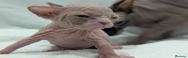 Sphynx 3 - Girl