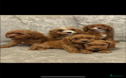 Cavapoo dogs for sale: F1 TOY CAVAPOO PUPPIES  - Image 16