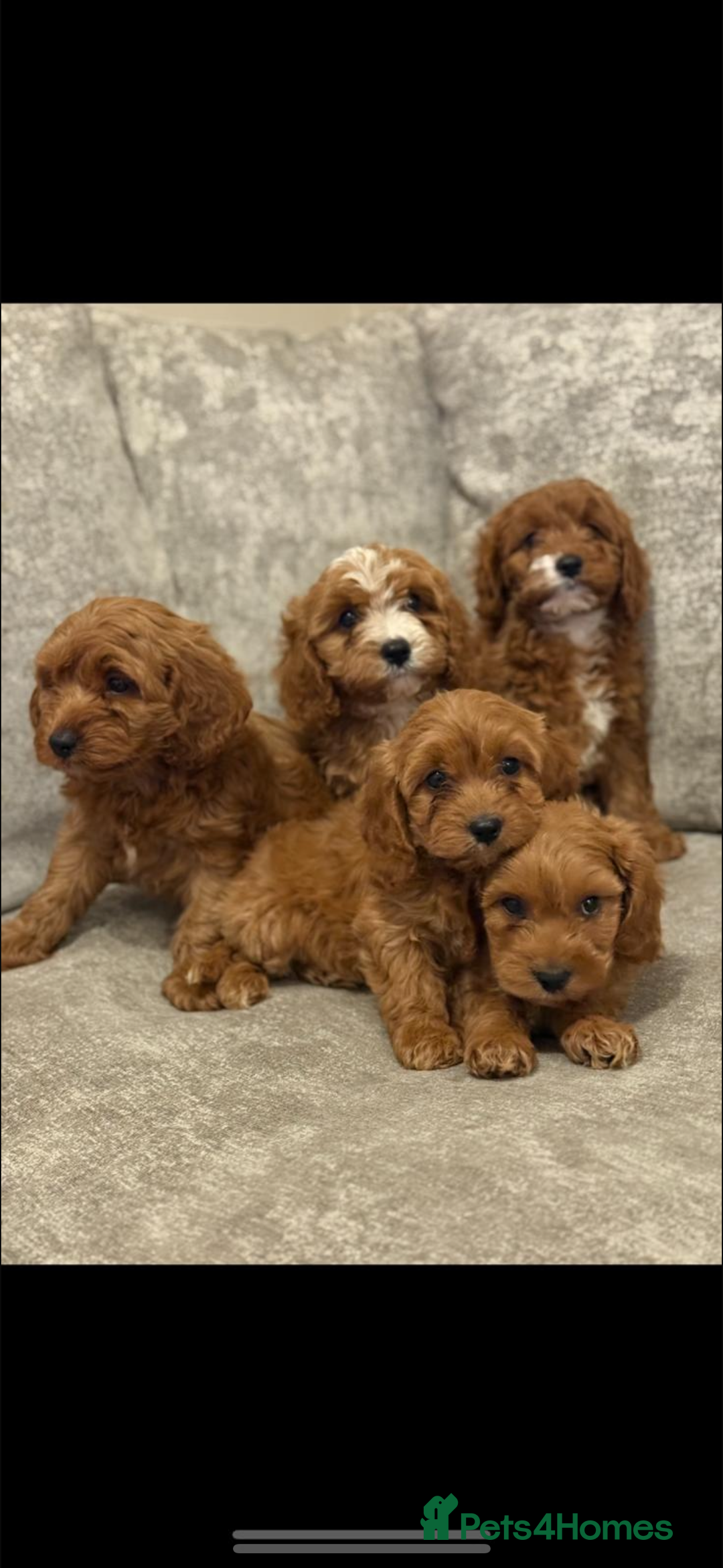 Cavapoo dogs for sale: F1 TOY CAVAPOO PUPPIES  - Image 16