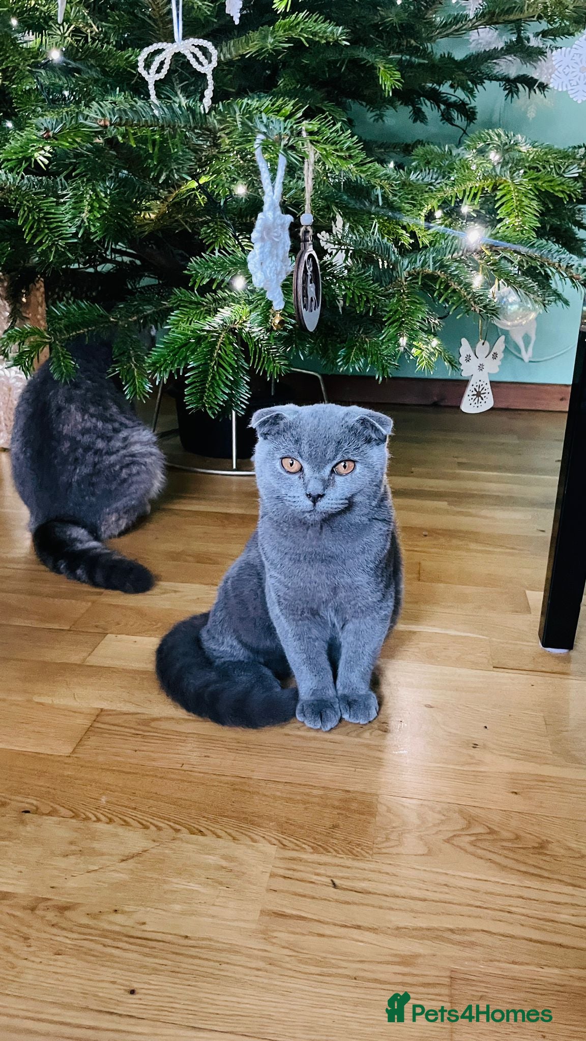 Scottish Fold cats reduced last fold blue boy 😍 - Advert 11